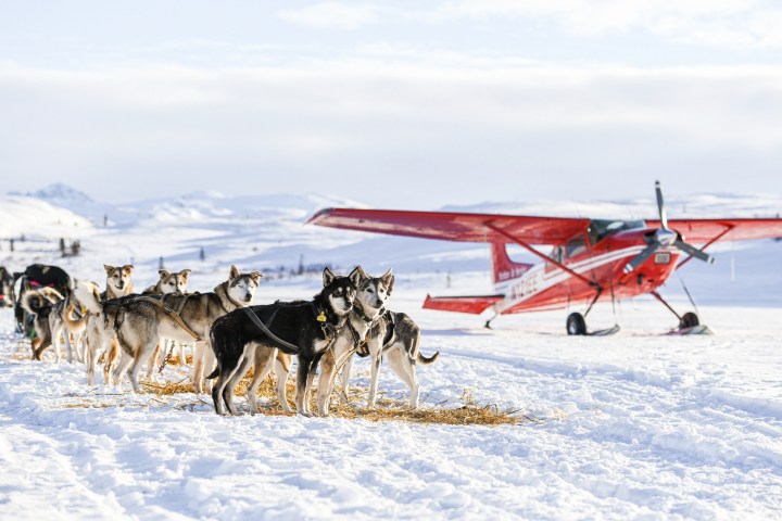 Private dogs sledding with bush plane in Talkeetna. with a red airplane in the background on a snowy landscape.
