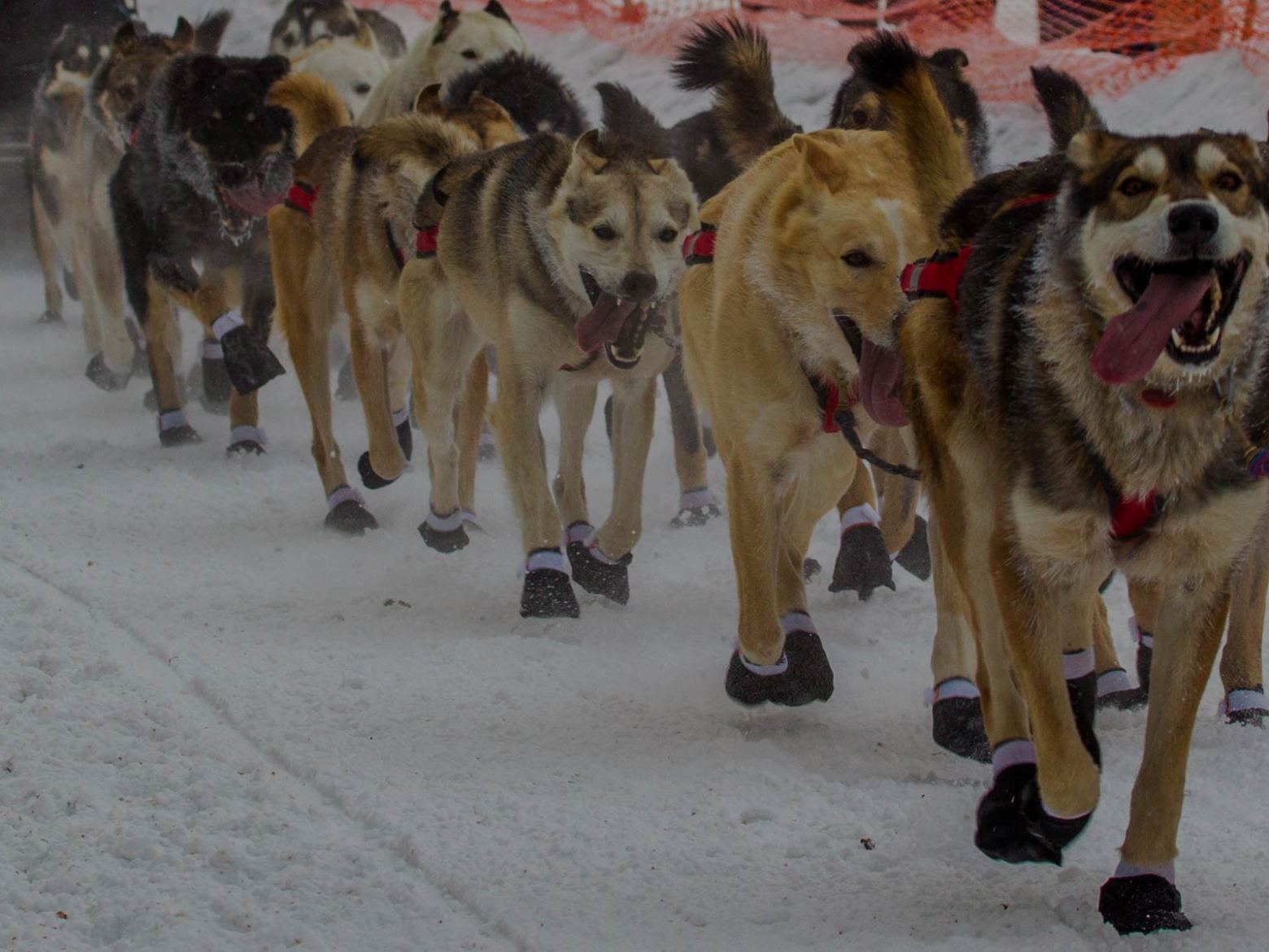 Iditarod Sled Dog Team