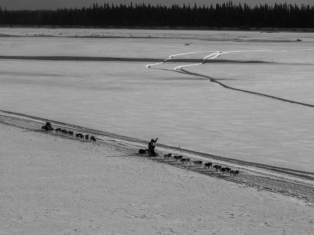 dog sledding during Iditarod