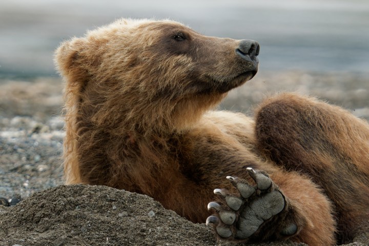 Grizzly Resting On Sand - Bear Paw