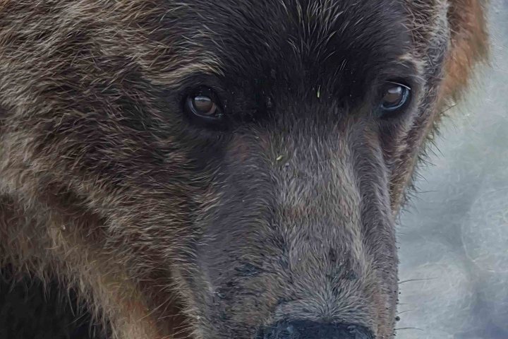 Brown Bear Close Up at Chinitna Bay - Best Bear Viewing in Alaska for Photographers
