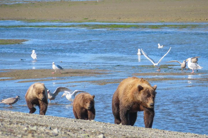 Momma bear and Two cubs in the best bear viewing experience in Alaska for families