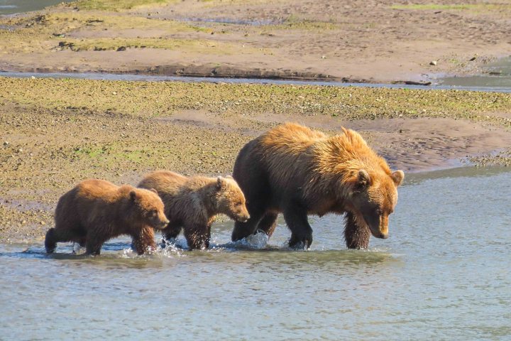 Bears Fishing in the best bear viewing experience in Alaska for families