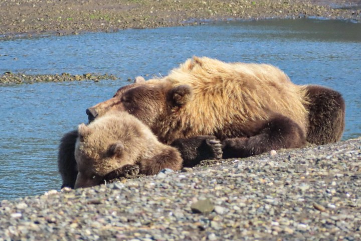 Bear Siesta Nap Time Bear Viewing in Alaska