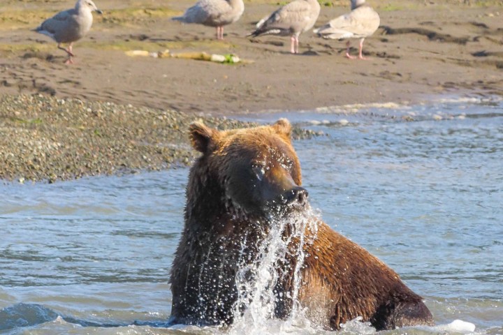Bear Refreshing on river in Chinitna Bay Alaska