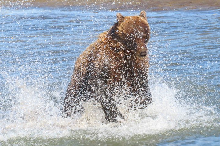 Big Splash Brown Bear in Alaska