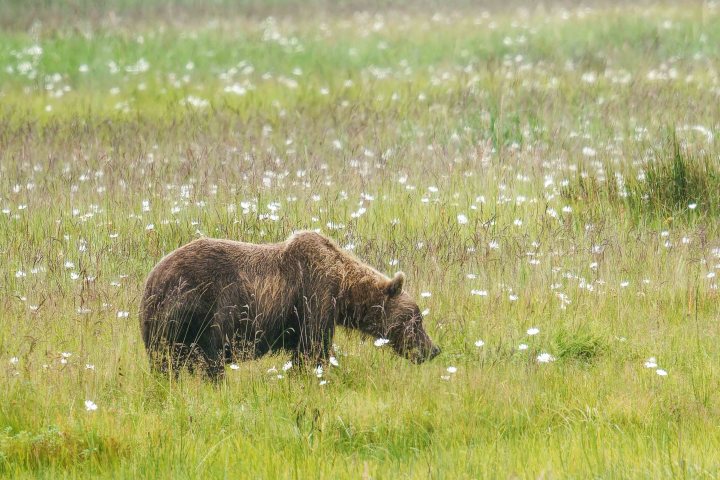 Bear Stopping to smell the flowers in Chinitna Bay