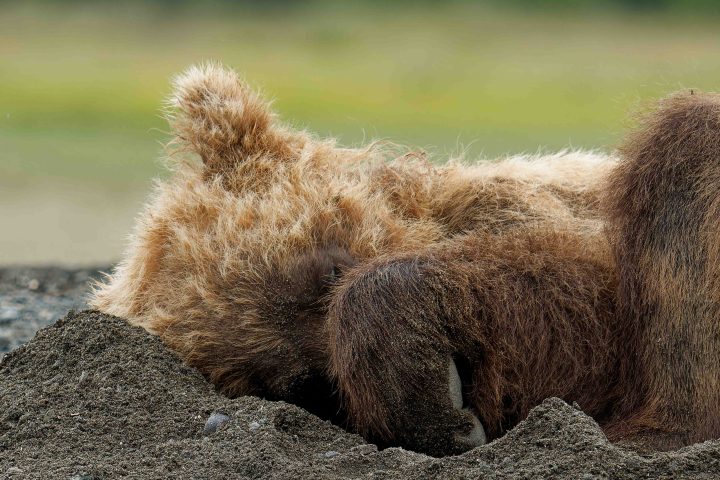 Bear Nap Lake Clark National Park