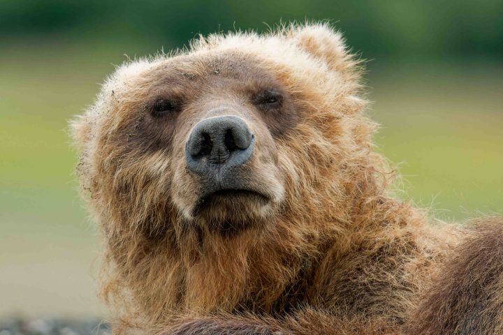 Bear Nap Close Up Lake Clark National Park