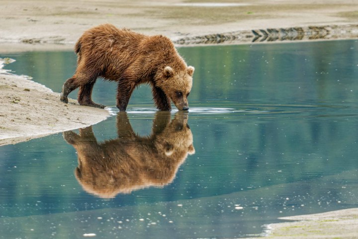 Bear Reflection on Pond Alaska Bear Tours