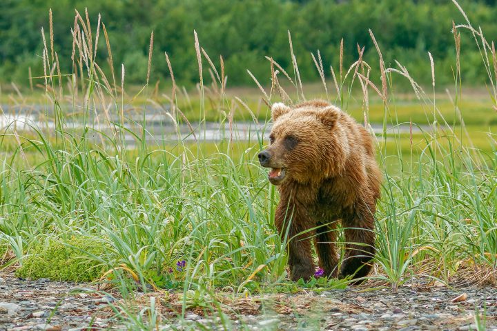 Bear Tours in Alaska Bear on Lake Clark National Park Meadow