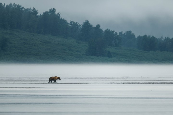 Bear on Distance Foggy Lake Clark