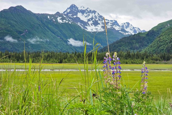 Lake Clark National Park Fireweed and Mountains
