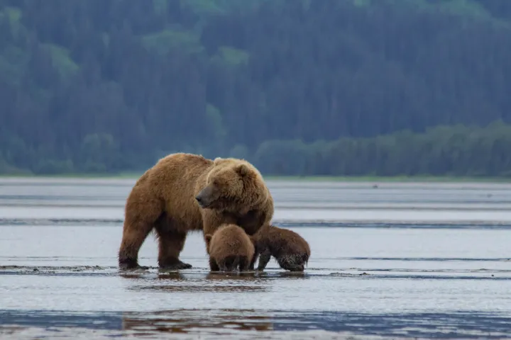 a large brown bear walking across a river