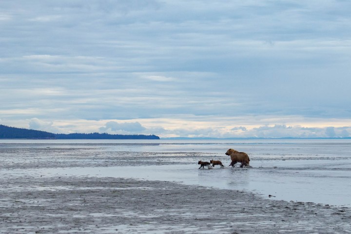 Momma bear and two cubs running on Chinitna Bay Bear Viewing Experience