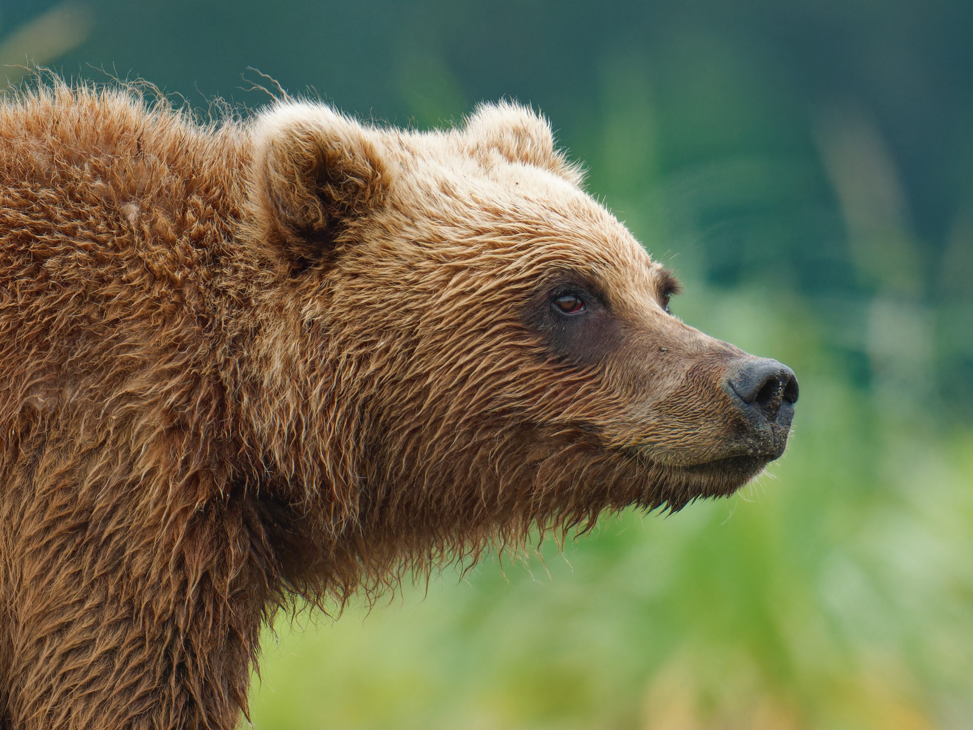 Bear Viewing Flight Tour from Talkeetna Alaska