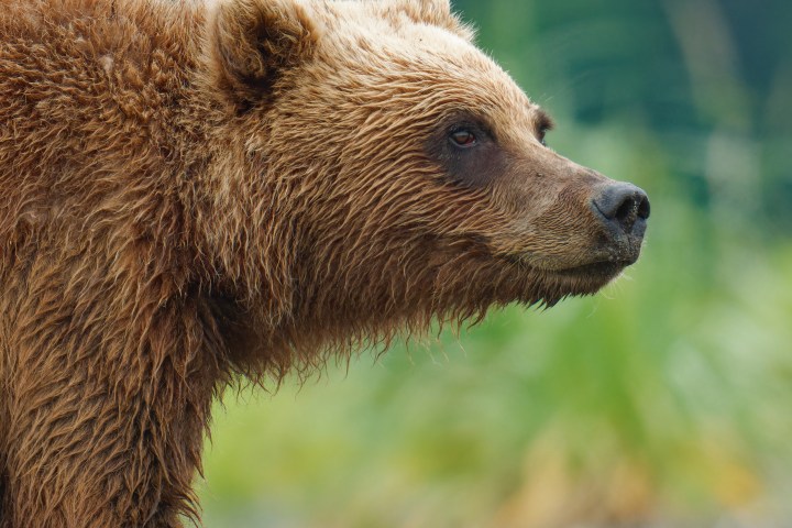 Grizzly Bear Close Up