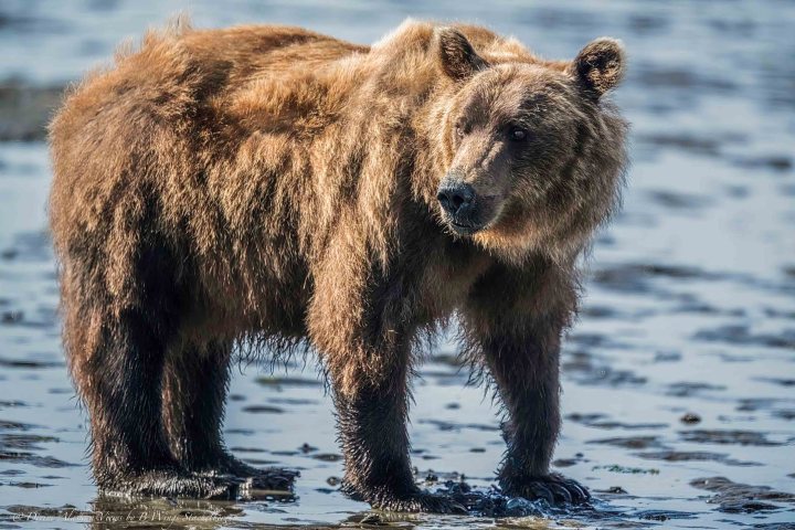 Bear Viewing Tour to Lake Clark