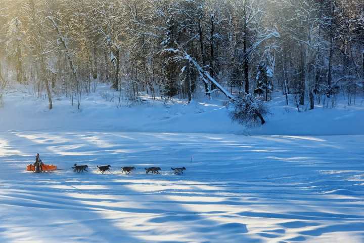 Sled Dog Team during Iditarod