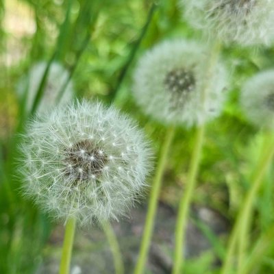 Close-up of dandelion seed heads with green blurred background.