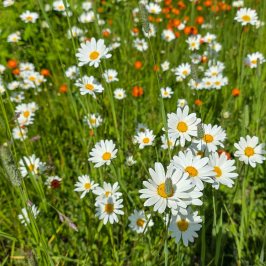 Field of white daisies and orange flowers in green grass under sunlight.