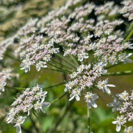 Close-up of delicate white and pink flowers on green stems in soft focus.