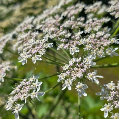 Close-up of delicate white and pink flowers on green stems in soft focus.
