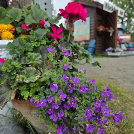 Vibrant flowers in a pot near a rustic shed, with purple and pink blooms.