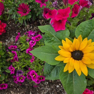 Vibrant garden with yellow sunflower and various colorful flowers in bloom.
