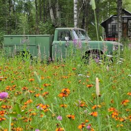Green truck in a field of orange wildflowers with a cabin and trees in the background.