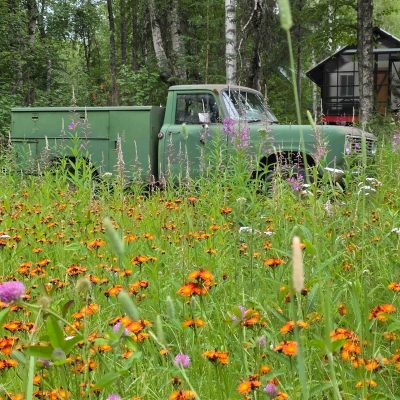 Green truck in a field of orange wildflowers with a cabin and trees in the background.