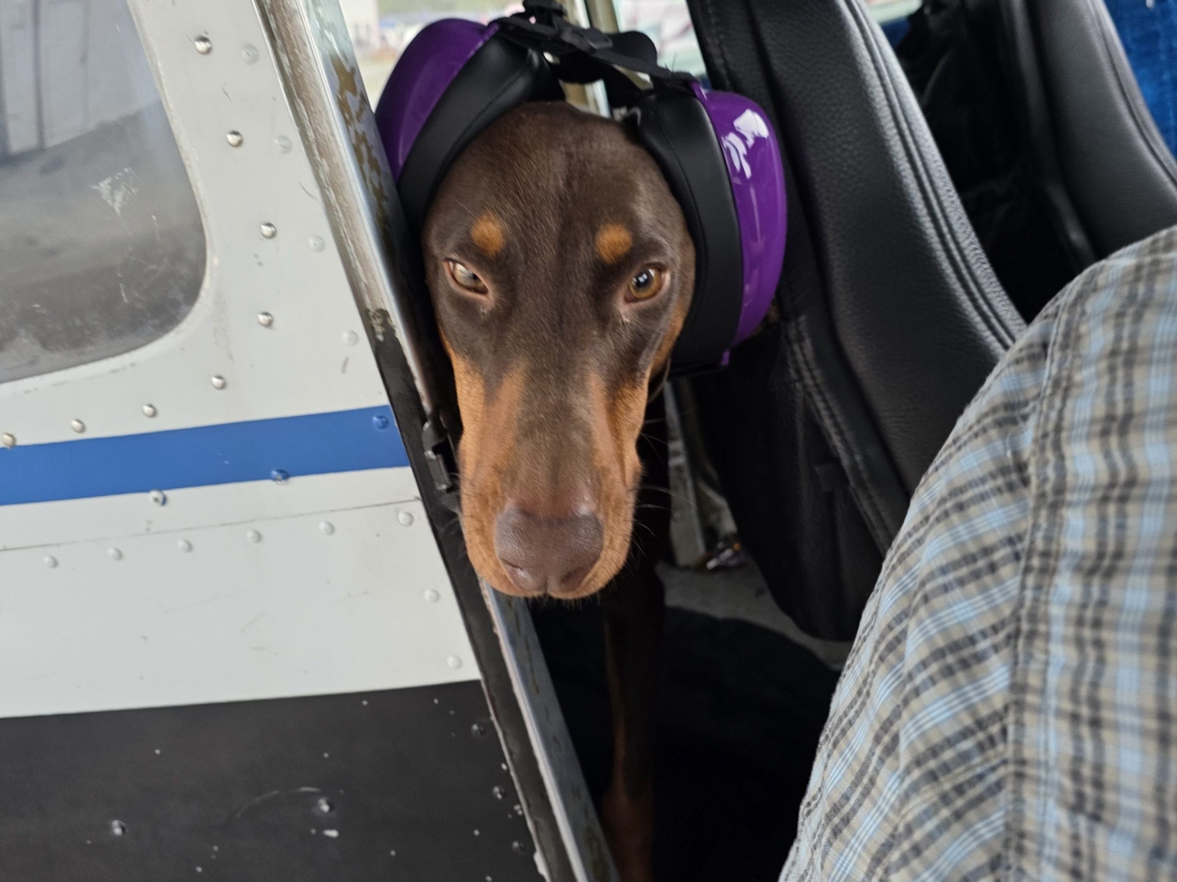 Dog wearing purple earmuffs inside an airplane near an open door.