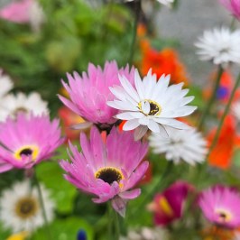 Close-up of pink and white flowers in a garden with blurred background.