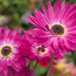 Close-up of vibrant pink flowers with dark centers and blurred green background.