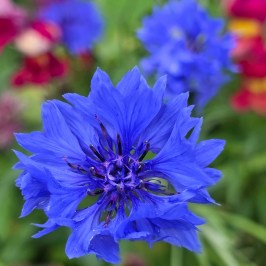 Close-up of a vibrant blue flower with a green blurred background.