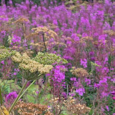 Close-up of wildflowers with purple blooms and some green seed heads in a field.