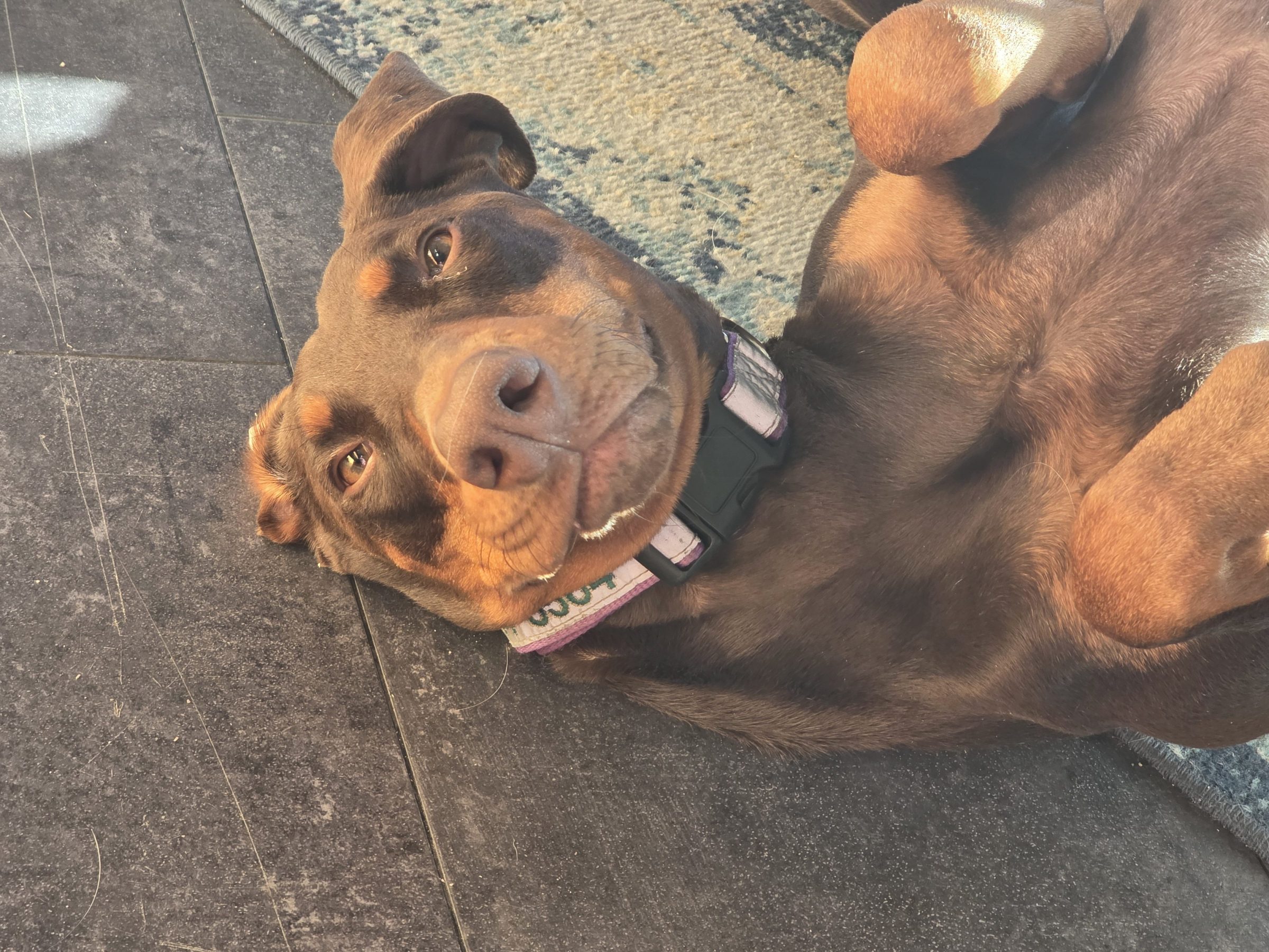 A brown dog lying on its back on a tiled floor, looking up.
