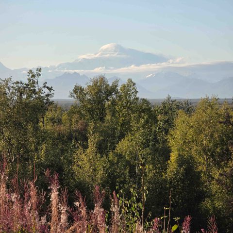 Talkeetna Alaskan Lodge View of Mt Mckinley at the end of the summer with Fireweed on foreground
