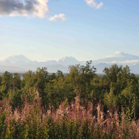 Talkeetna Alaskan Lodge View of the Alaska range at the end of the summer with Fireweed on foreground