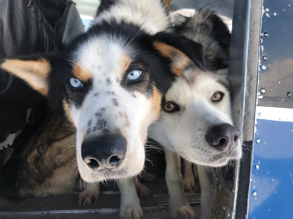 Iditarod Dog Race Team