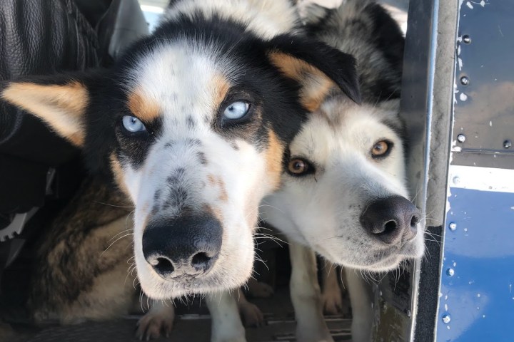 Iditarod Dog Race Team