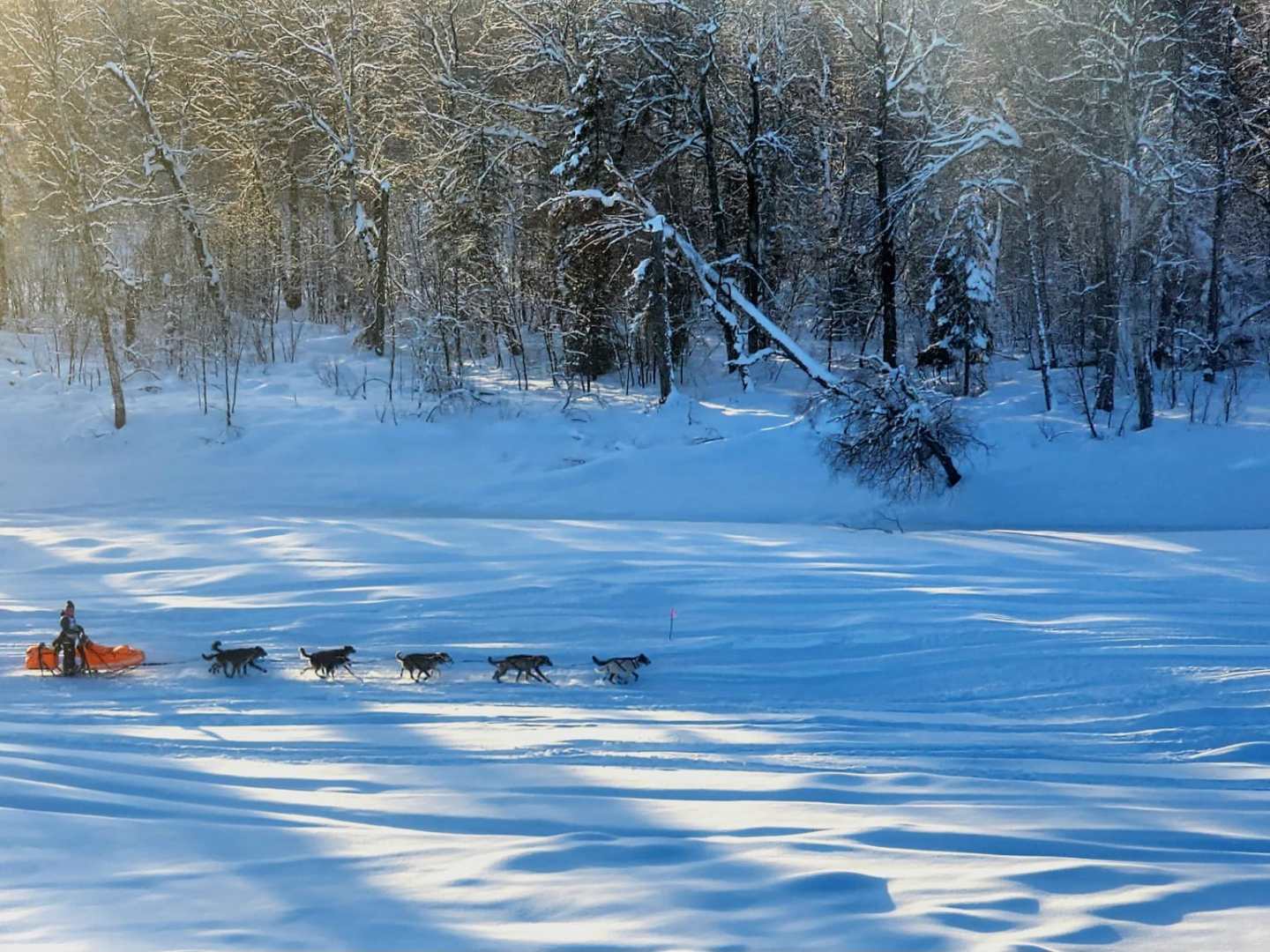 Dog sled team traverses snowy landscape with forest background and sunlight filtering through trees.