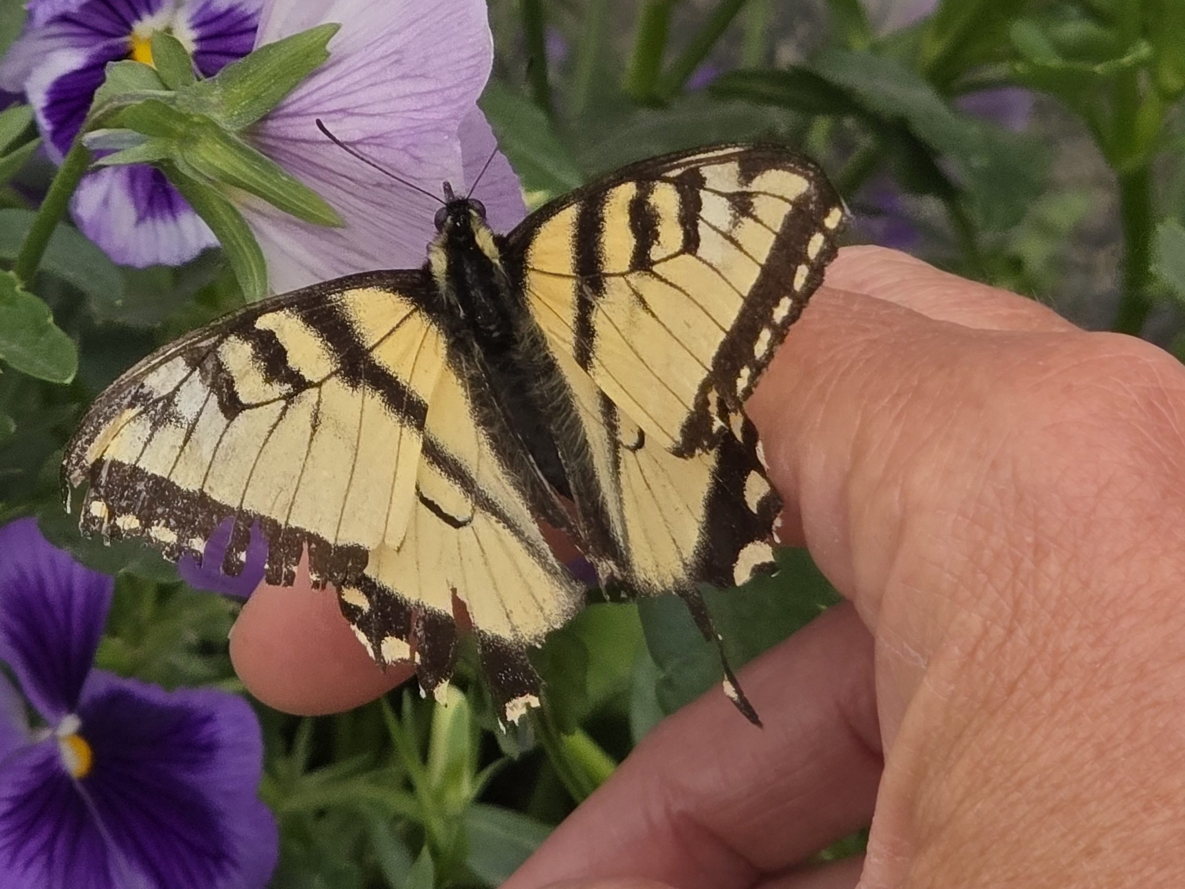 A hand holding a yellow and black butterfly near purple and white flowers.
