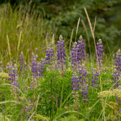 Fireweed Flowers Alaska