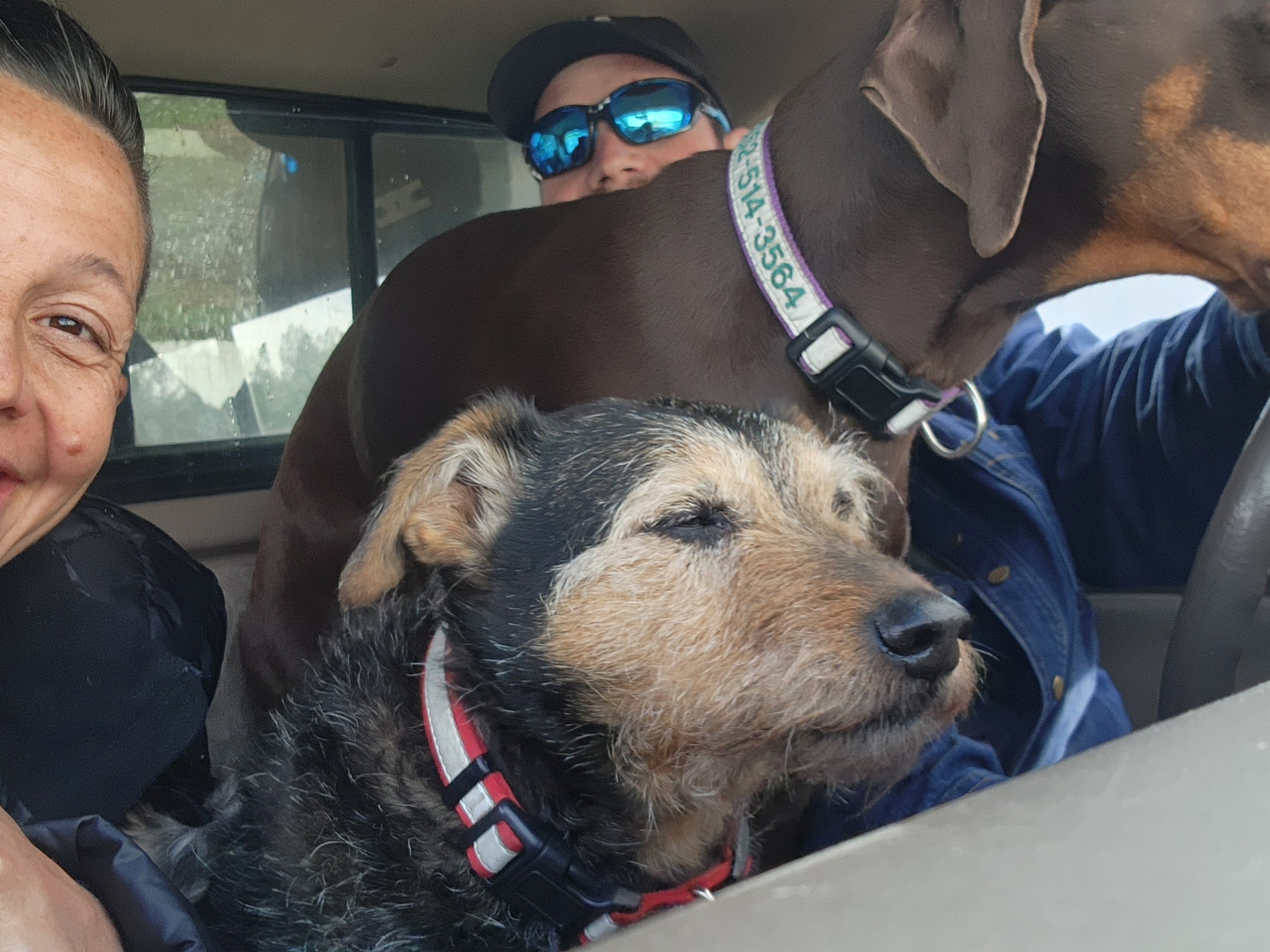 Two smiling people and two dogs inside a car, one person wearing sunglasses.