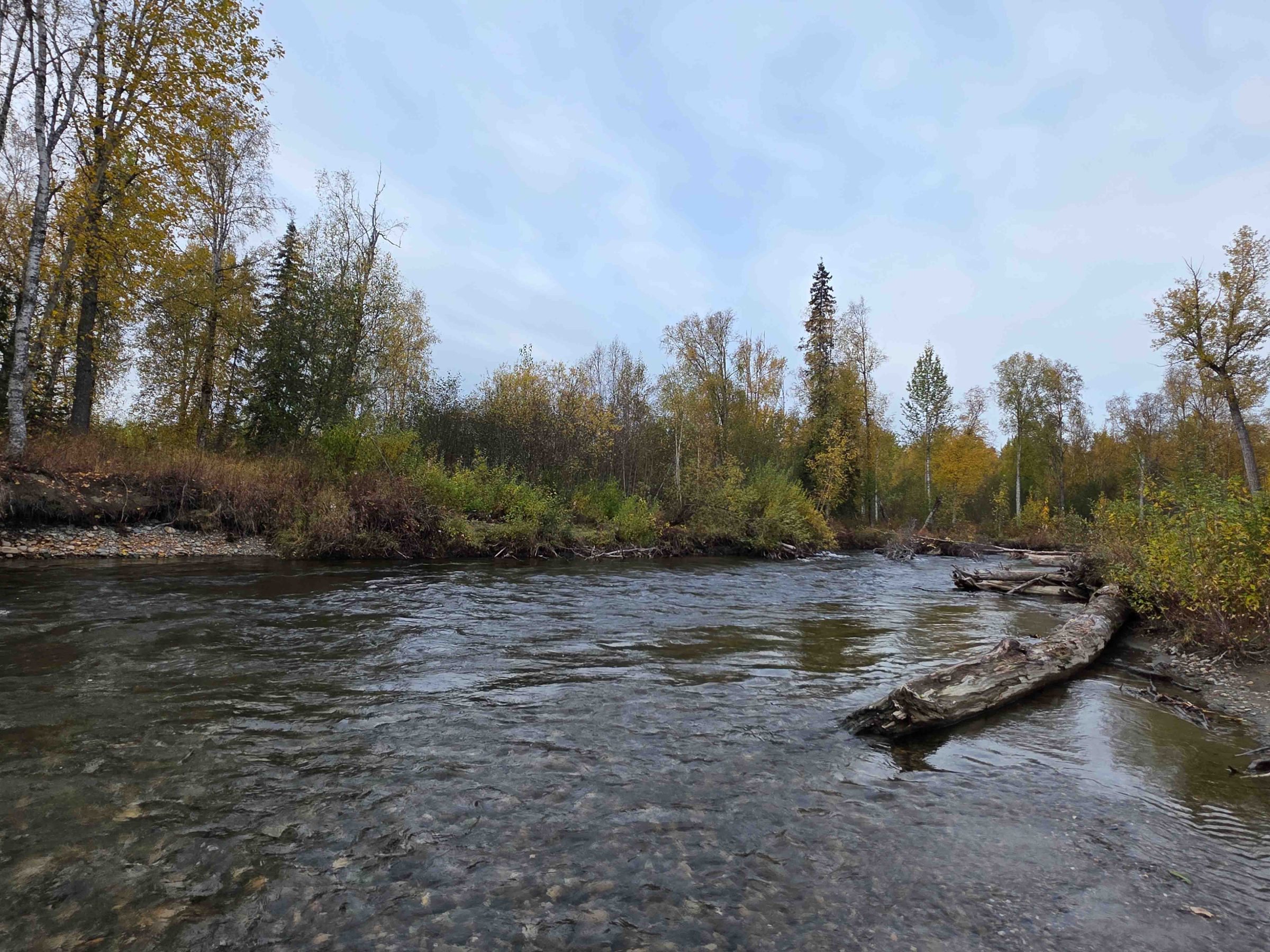 A serene river with fallen logs and trees lining the autumn landscape under a cloudy sky.