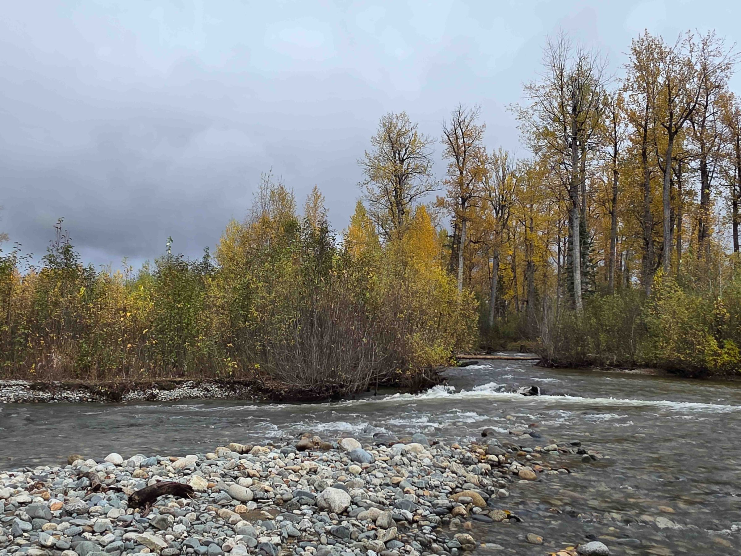 Autumn trees with yellow leaves by a flowing river under a cloudy sky.
