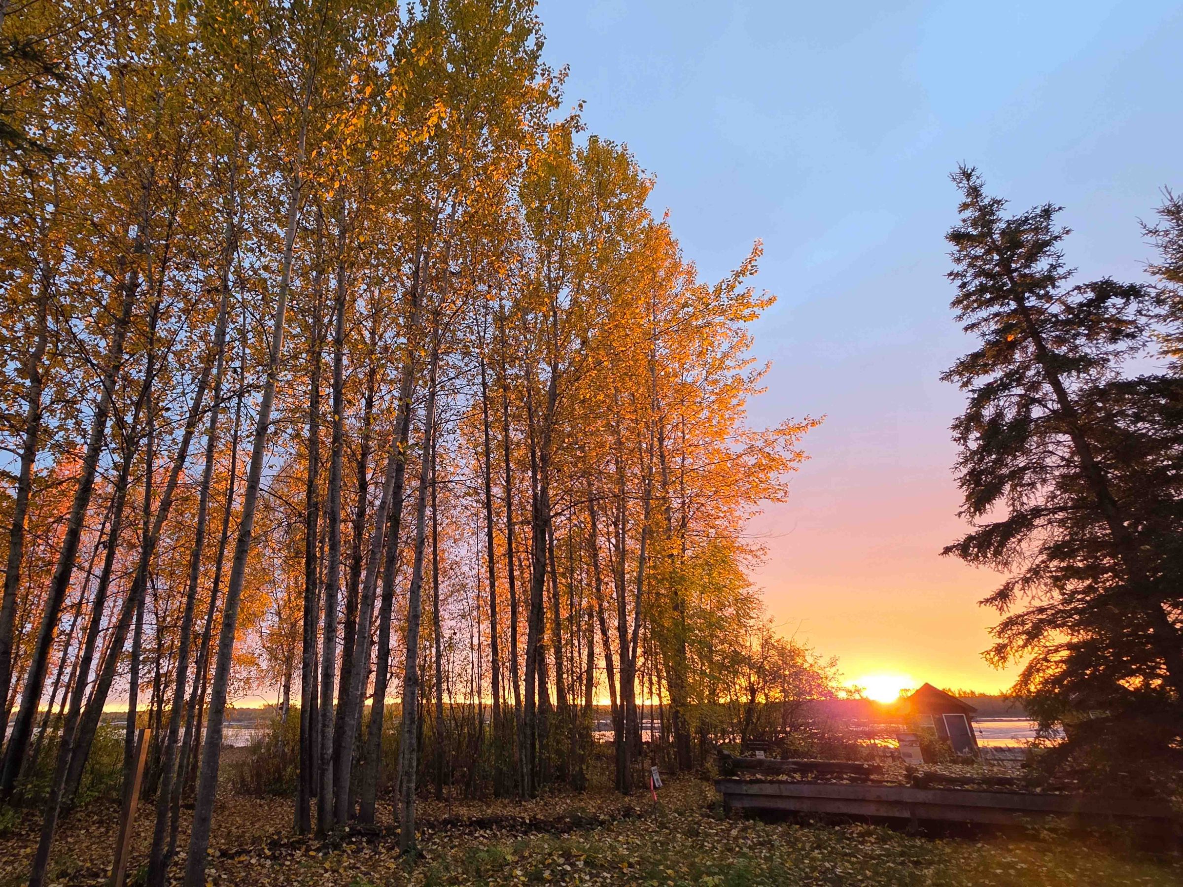 Sunset through autumn trees with orange leaves and clear sky.