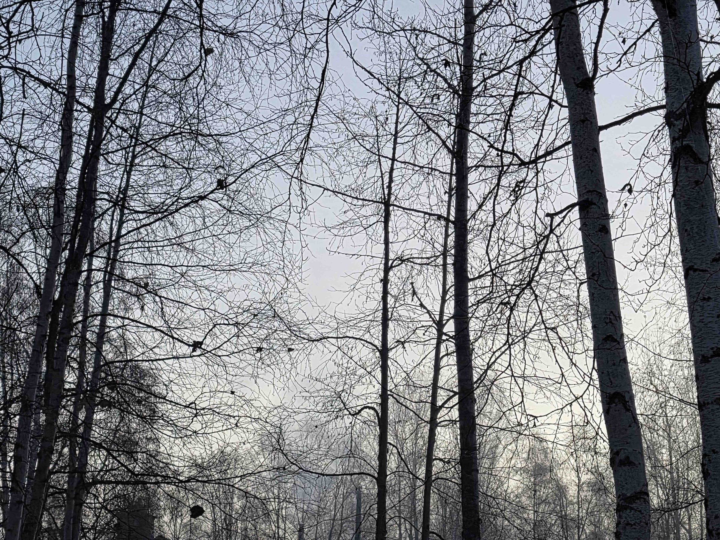 Leafless trees with thin branches silhouetted against an overcast sky.