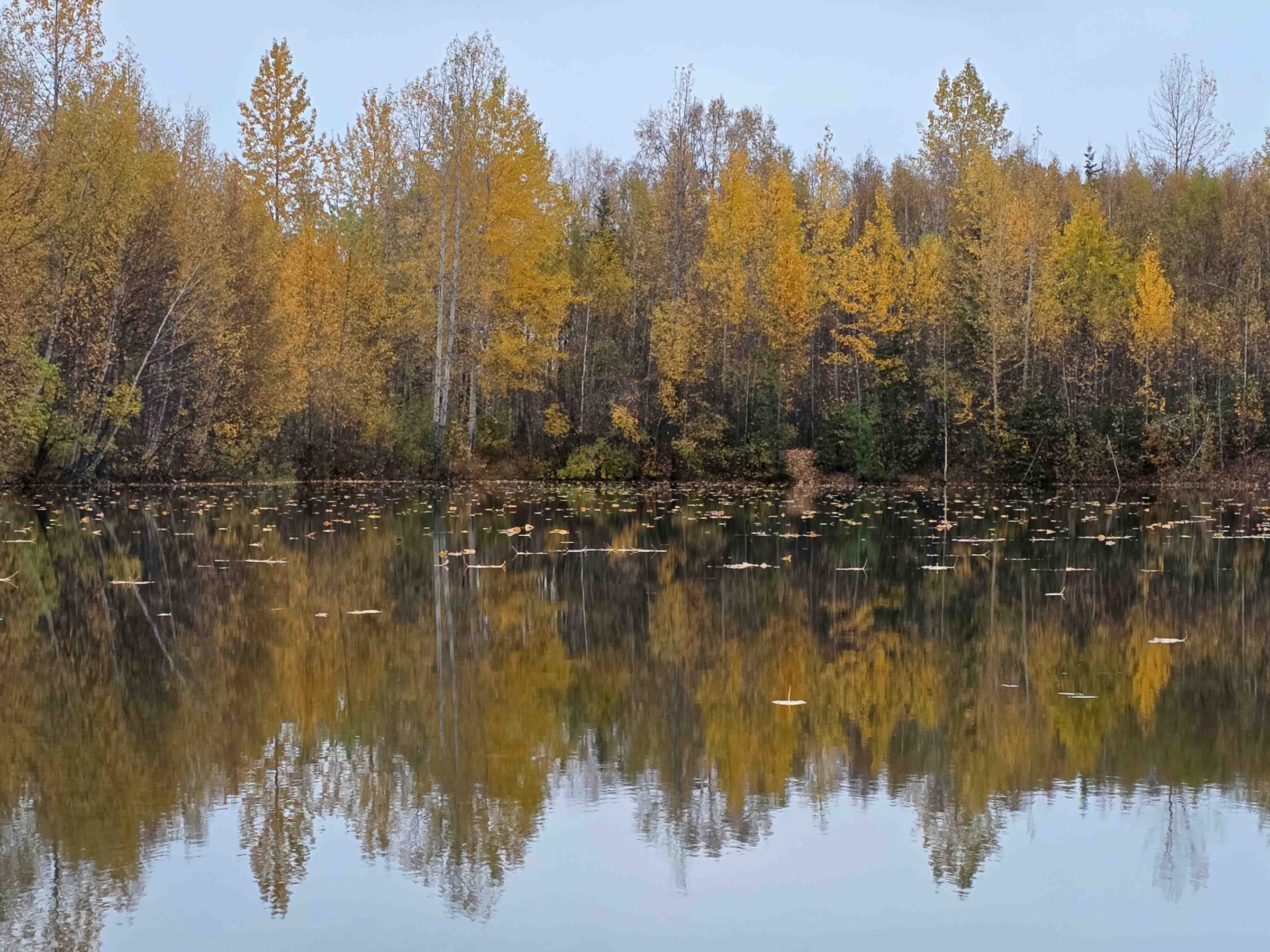 Autumn trees reflecting on a calm lake with scattered leaves on the water.